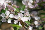 Southern crabapple